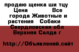 продаю щенка ши-тцу › Цена ­ 10 000 - Все города Животные и растения » Собаки   . Свердловская обл.,Верхняя Салда г.